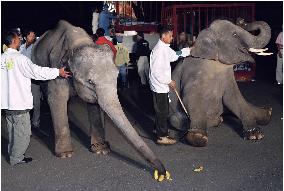 Thai elephants arrive at Tokyo's Ueno Zoo